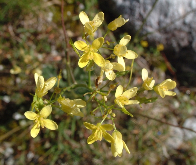 Biscutella laevigata / Biscutella montanina